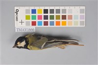 藏品(白頰山雀)的圖片